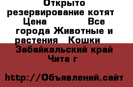 Открыто резервирование котят › Цена ­ 15 000 - Все города Животные и растения » Кошки   . Забайкальский край,Чита г.